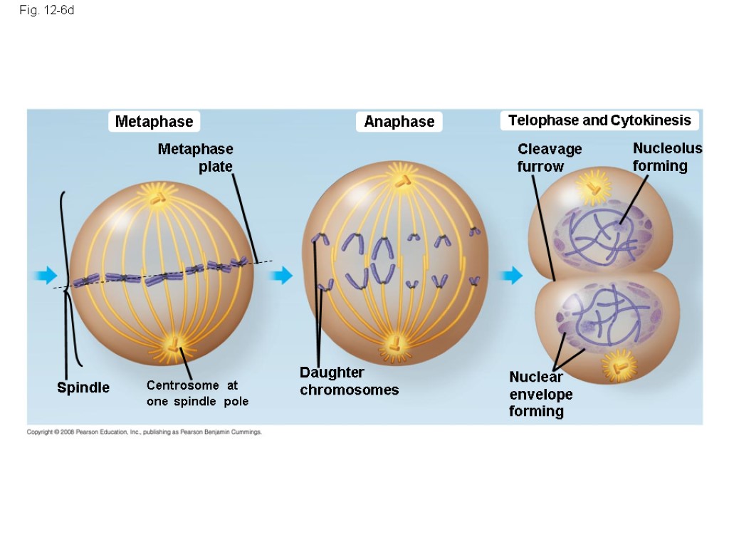 Fig. 12-6d Metaphase Anaphase Telophase and Cytokinesis Cleavage furrow Nucleolus forming Metaphase plate Centrosome